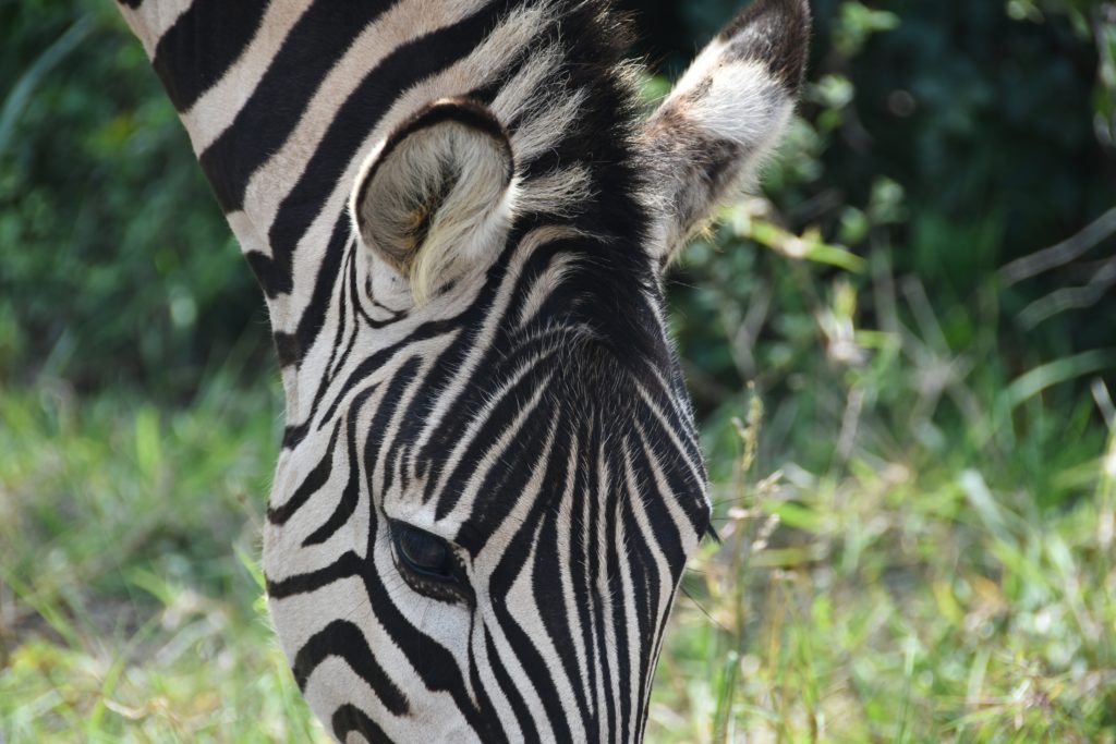 Zebra al Kruger