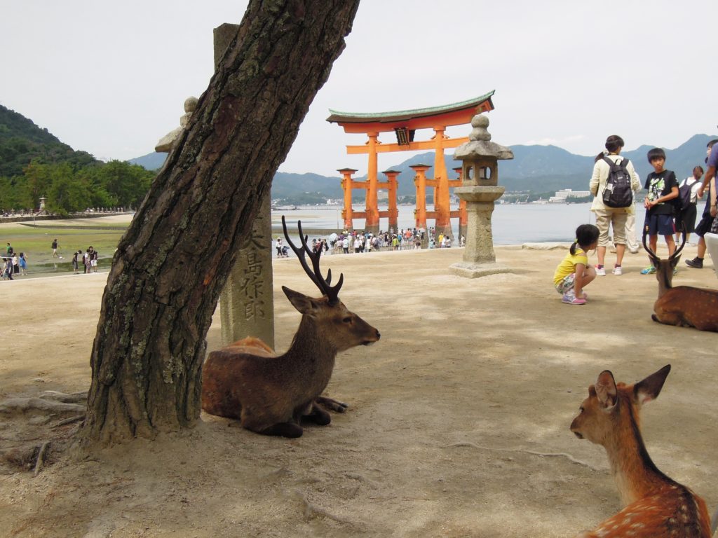 Cervi di fronte al torii di Itsukushima