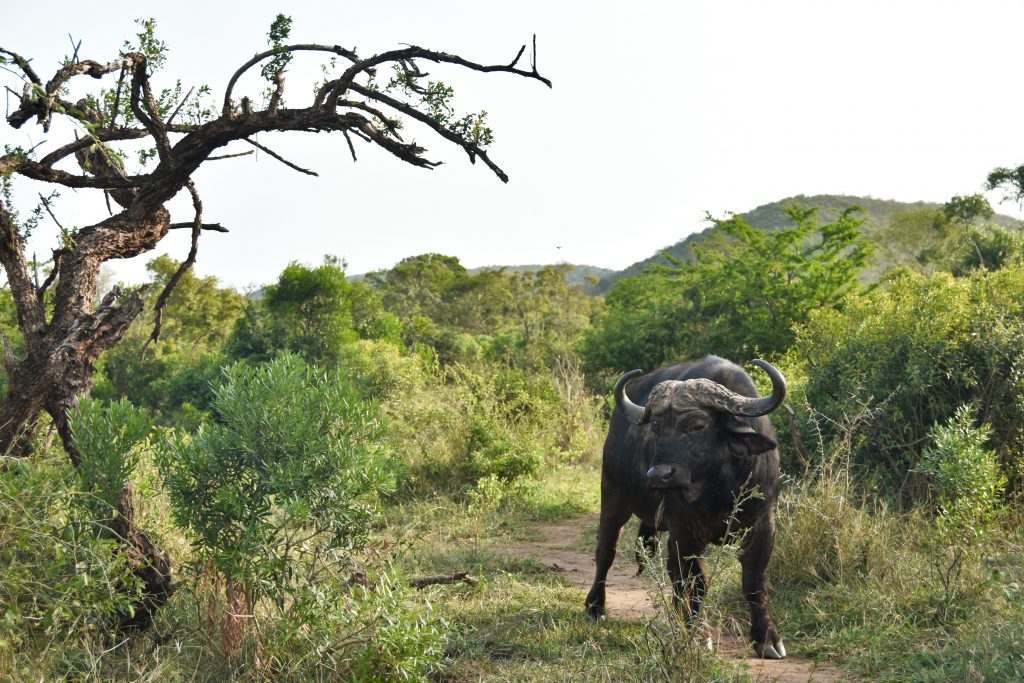 6 parchi del Sudafrica da non perdere oltre al Kruger