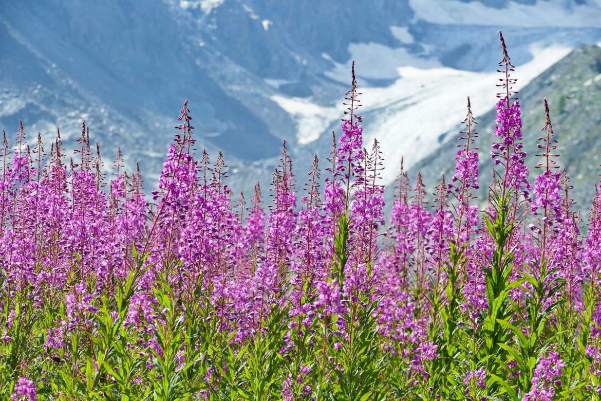 Fiori all'Alpe Ventina