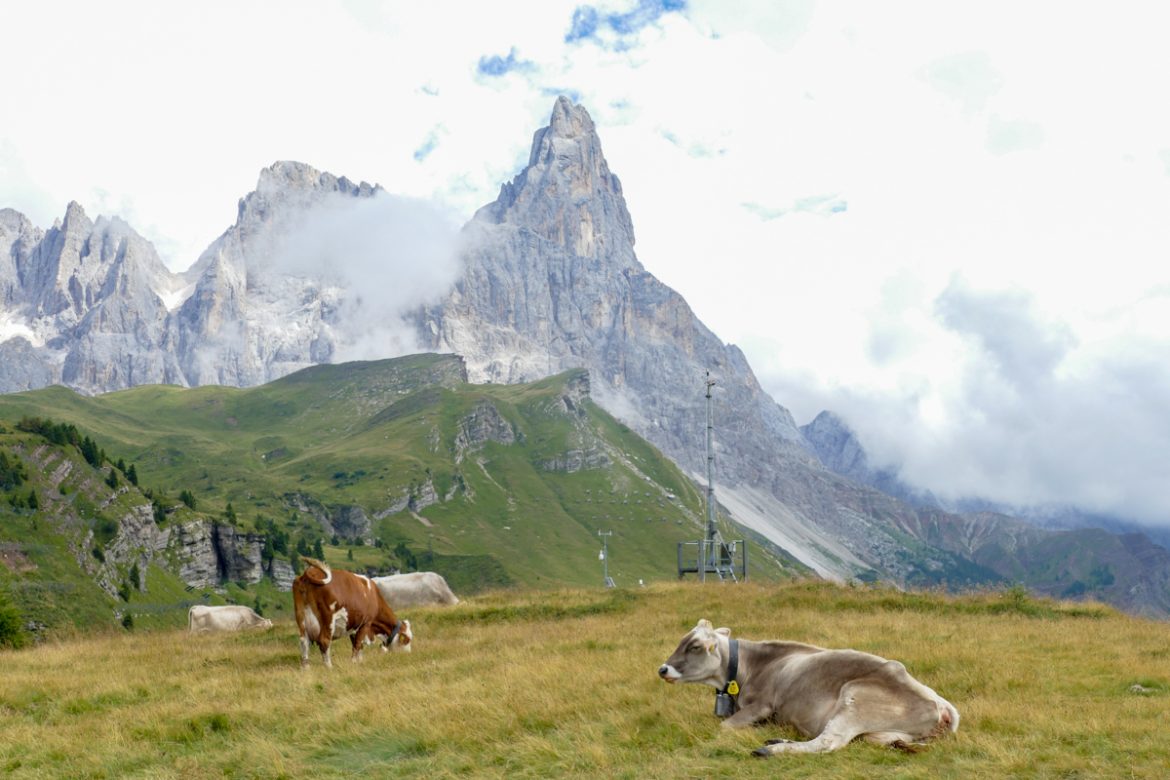 Mucche ai piedi delle Pale di San Martino