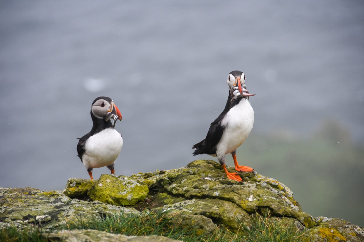 Puffin sull'isola di Mykines