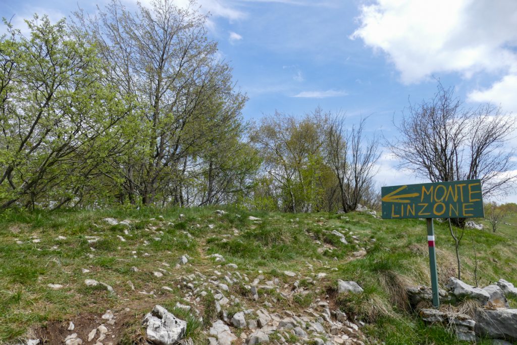 La fioritura dei narcisi sul Monte Linzone
