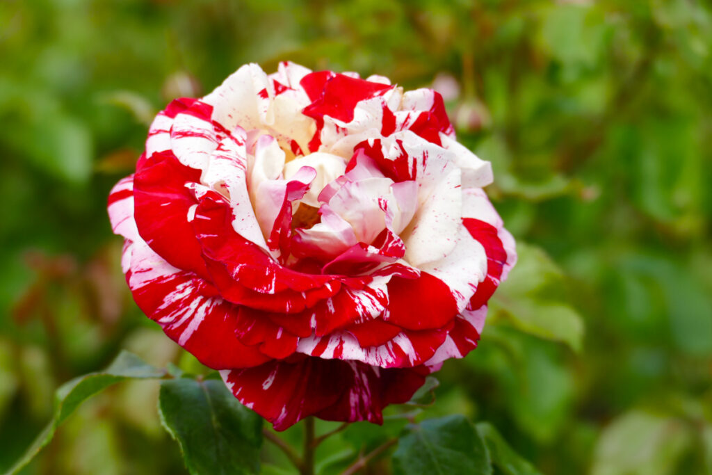 Queen Mary's Garden a Regent's Park: il roseto più bello di Londra
