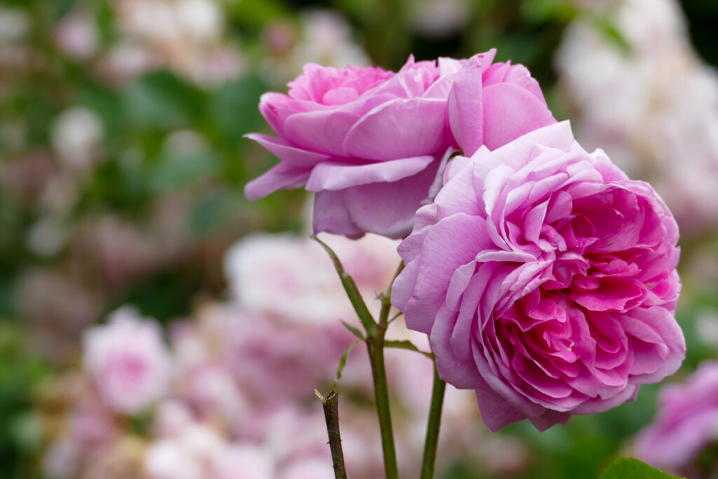 Queen Mary's Garden a Regent's Park: il roseto più bello di Londra