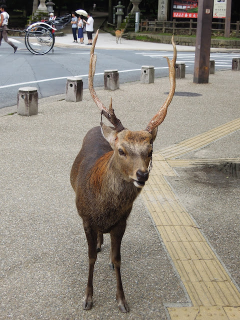 Escursioni in giornata da Kyoto: Nara e Uji