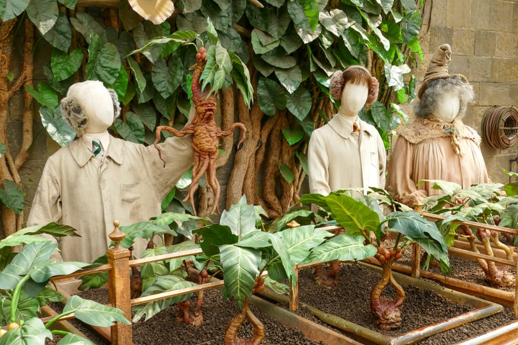 Mandragole nella serra di erbologia