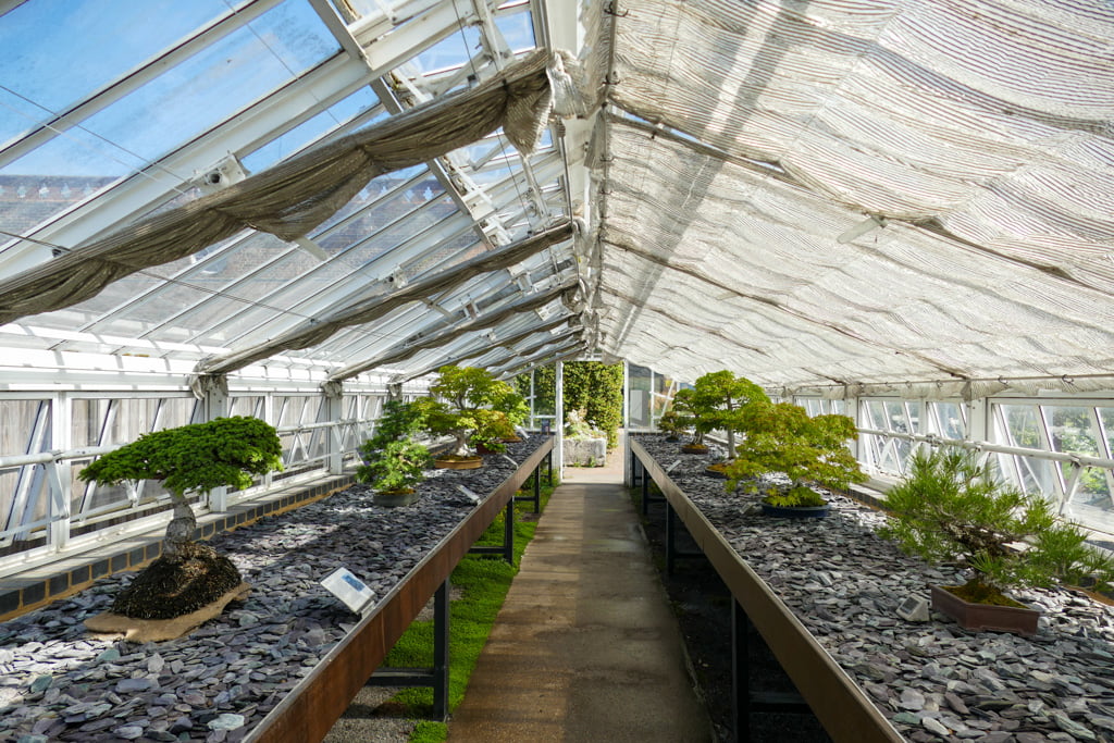 Guida ai Kew Gardens, i giardini botanici di Londra My Scratch Map - Travel Blog Piante bonsai