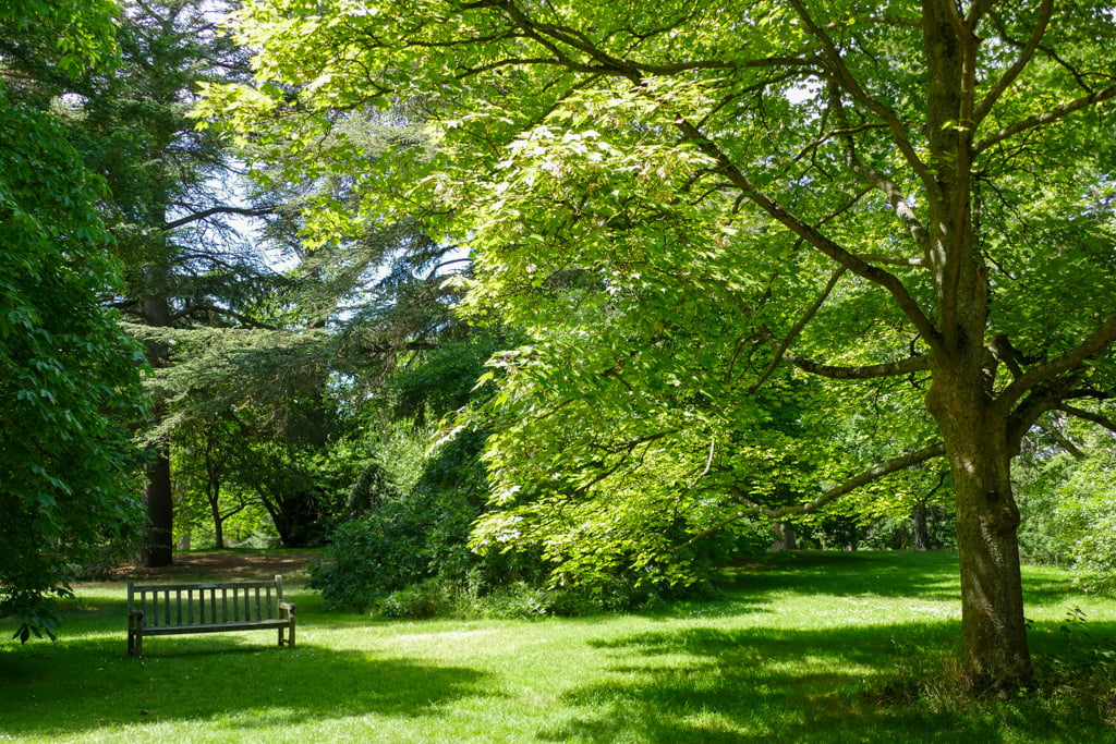 Guida ai Kew Gardens, i giardini botanici di Londra My Scratch Map - Travel Blog Panchina tra gli alberi