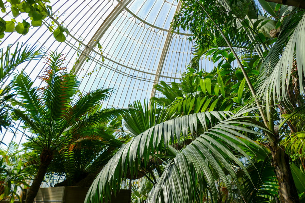 Guida ai Kew Gardens, i giardini botanici di Londra My Scratch Map - Travel Blog Palme alla Palm House