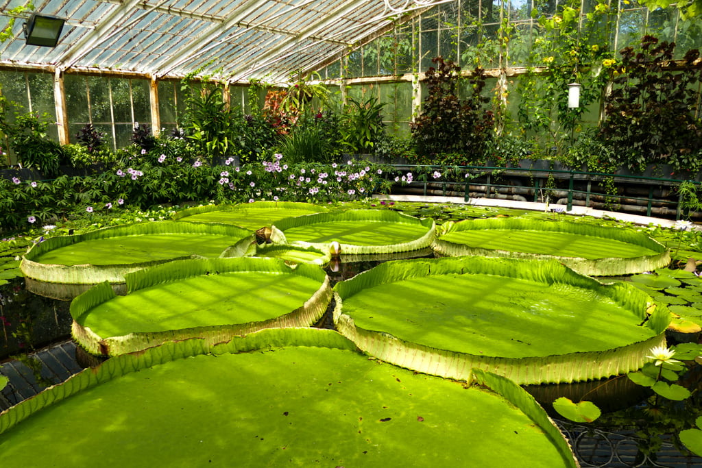 Guida ai Kew Gardens, i giardini botanici di Londra My Scratch Map - Travel Blog Ninfee giganti