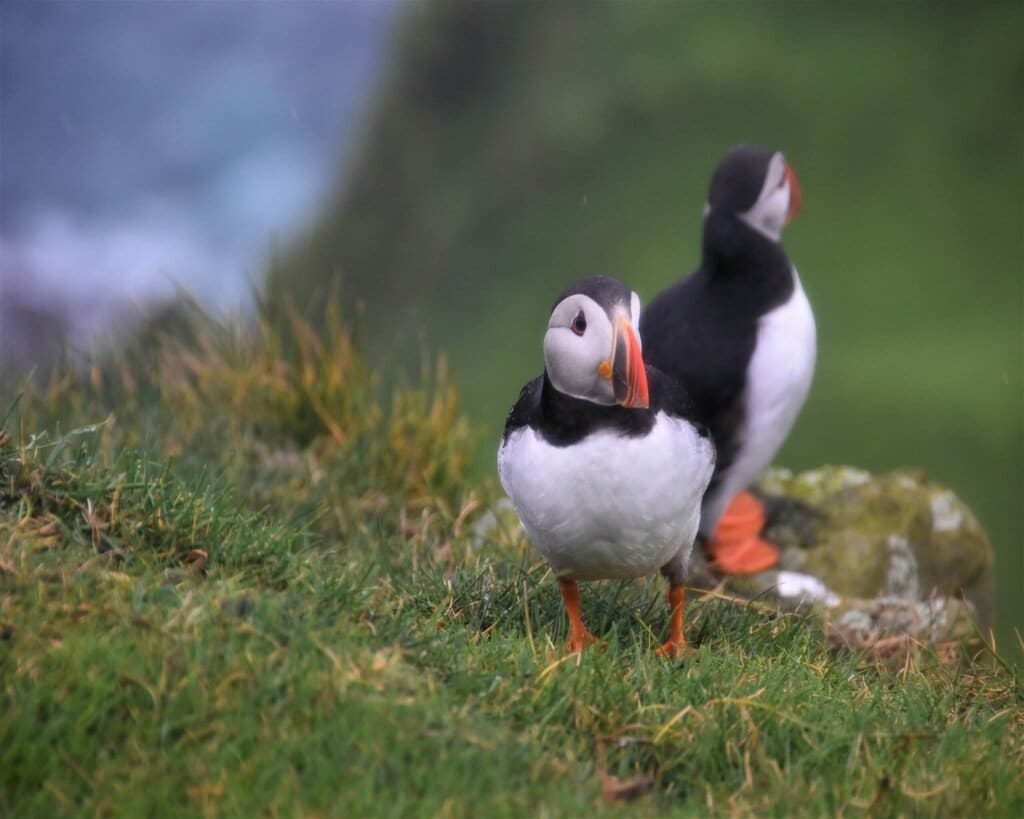 Pulcinelle di mare a Mykines